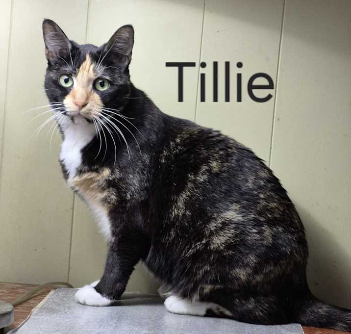 Photo of Tillie
