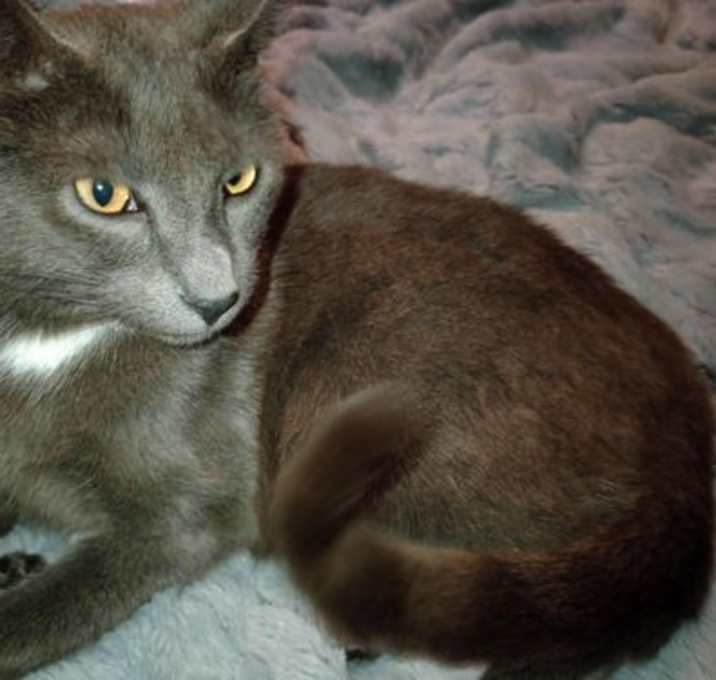 Photo of Phineas (Lyon's Den)