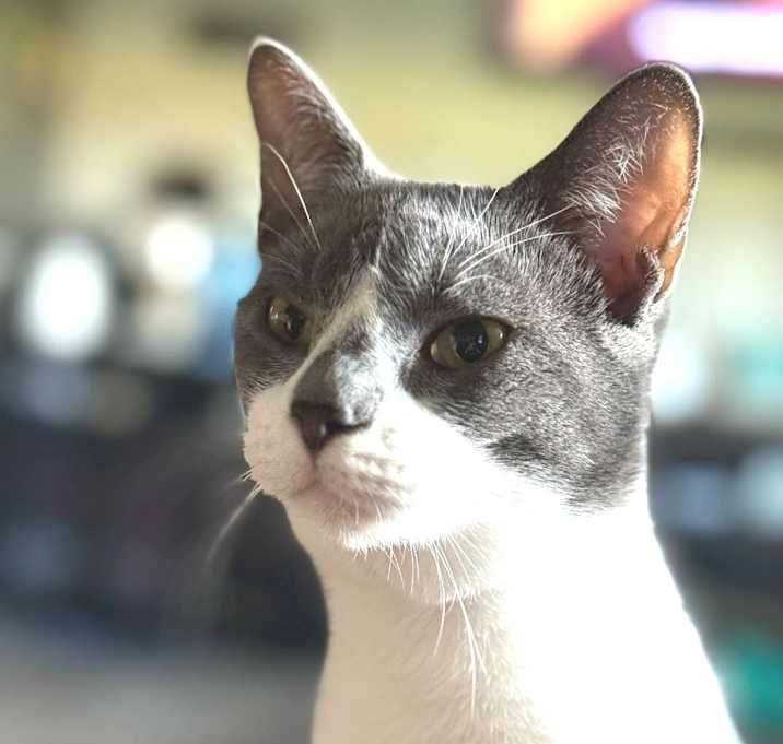 Photo of Blueberry