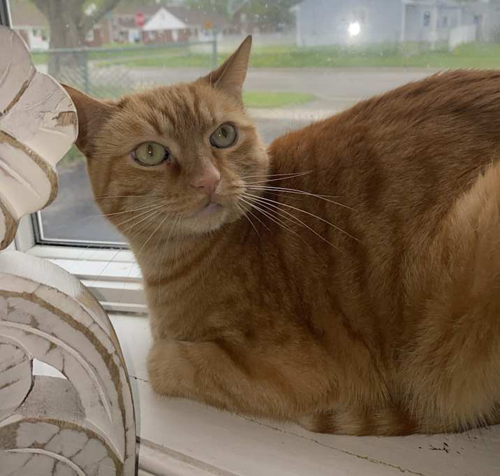 Photo of Simba
