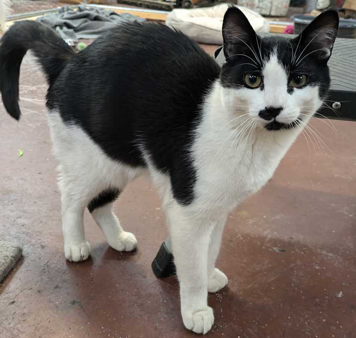 Photo of Linus