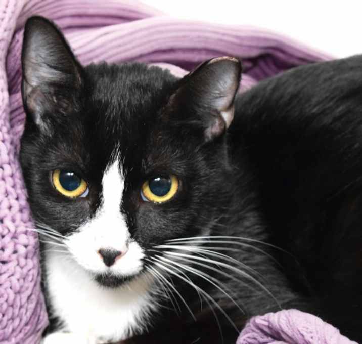 Photo of TOPAZ