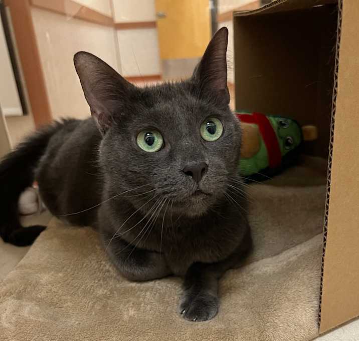 Photo of Kova Bean