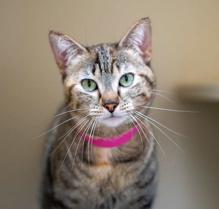 Photo of Leppy 