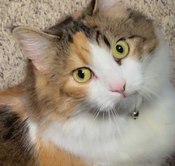 Photo of Mittens