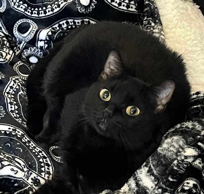 Photo of Miau