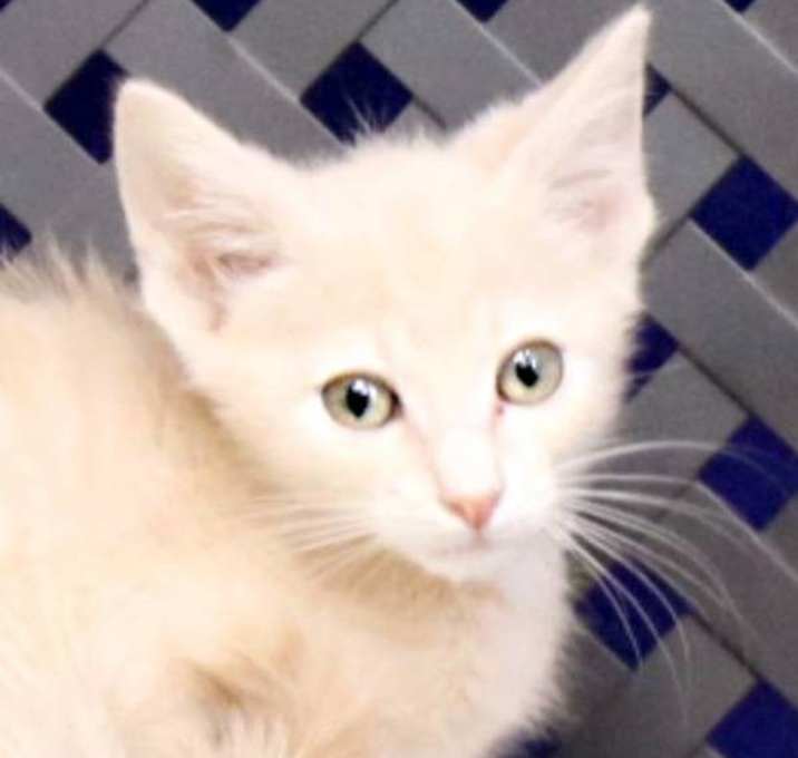 Photo of Feta