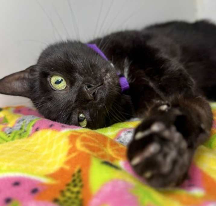 Photo of Momo