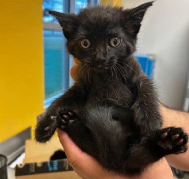 Photo of Enchilada