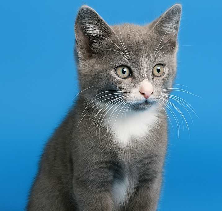 Photo of Kuma