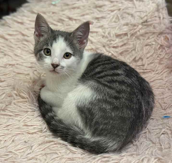 Photo of Waffles