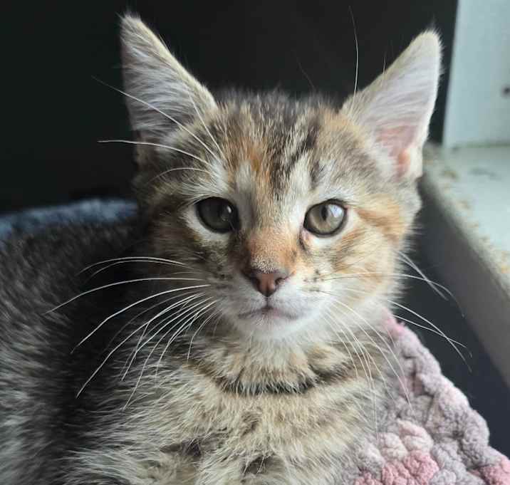 Photo of Gravy