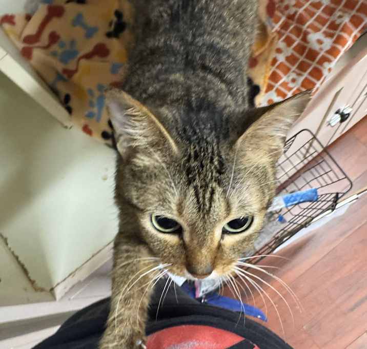 Photo of Leia (Tipsy Tabby)