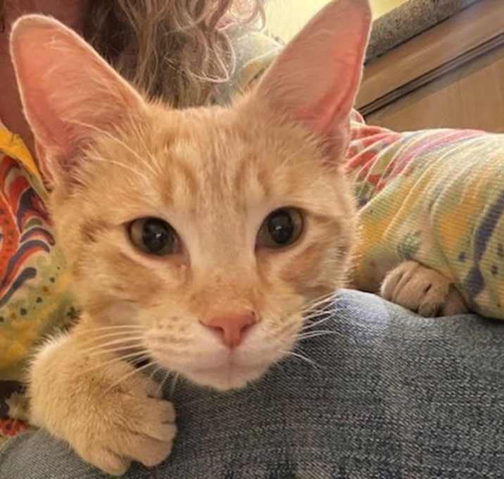 Photo of Hank