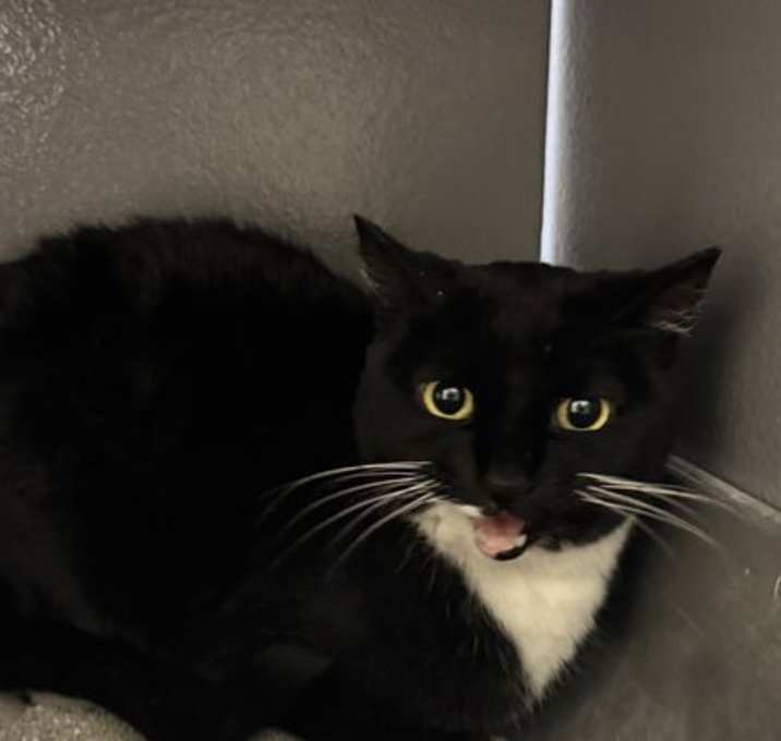Photo of Luna