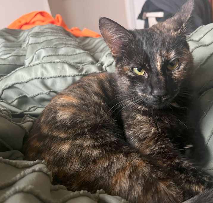 Photo of Lacey