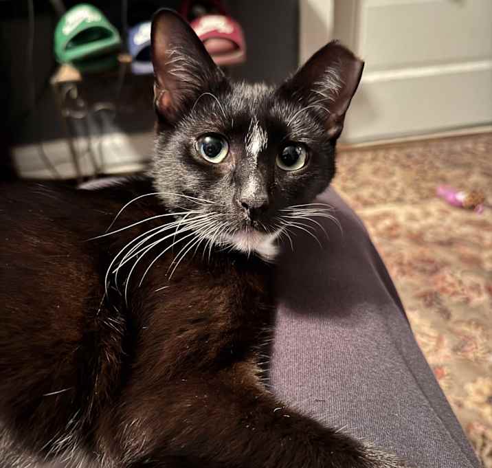 Photo of Maggie (lap kitten)