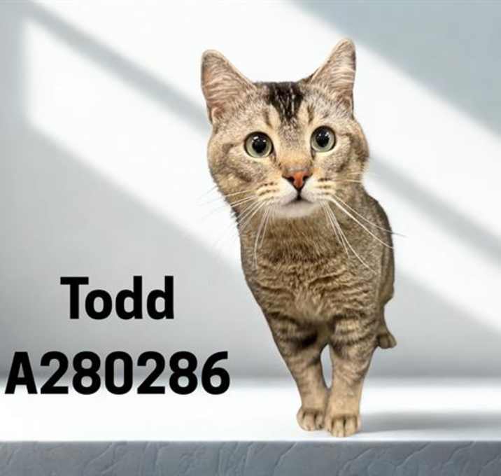Photo of TODD