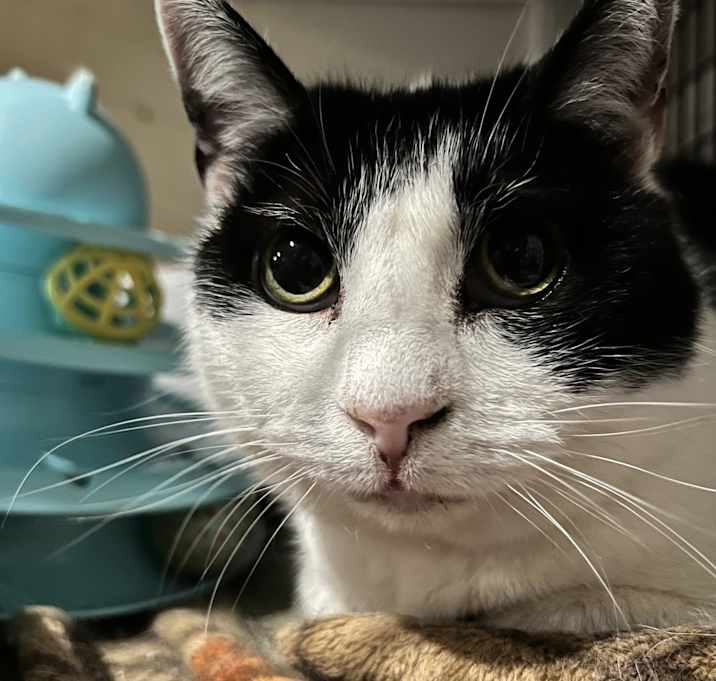Photo of Boogie