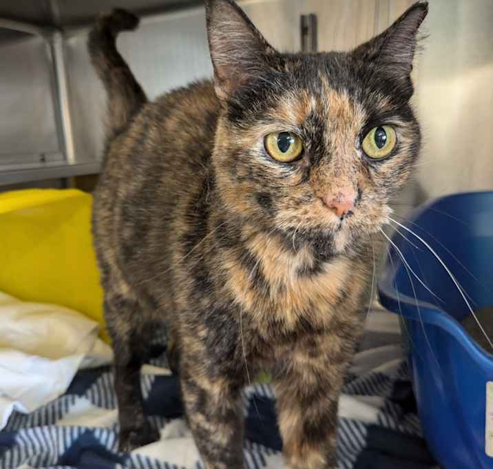 Photo of Catalina