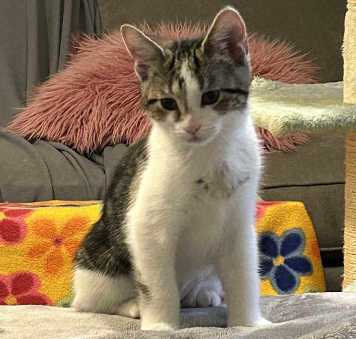 Photo of Clover