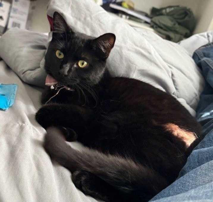 Photo of Sparkles