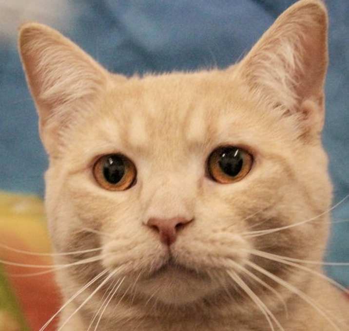 Photo of Biscuit