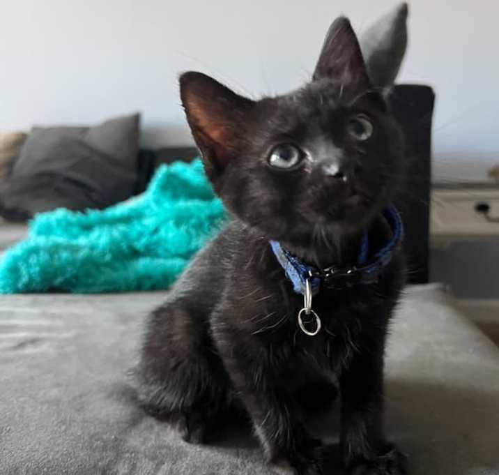 Photo of Sparkle (and Tinsel)