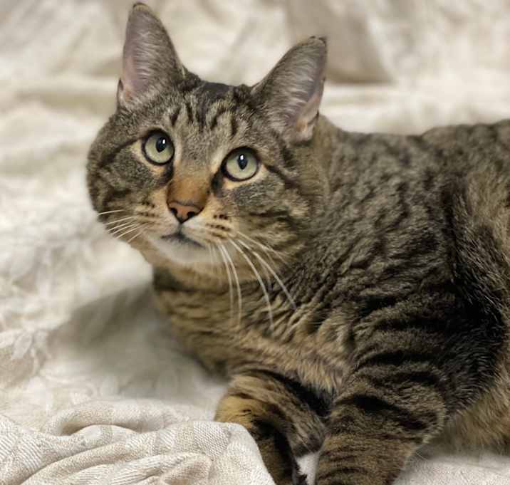 Photo of Tiger