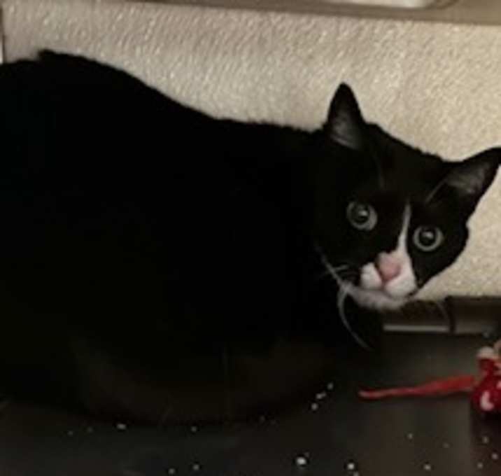 Photo of Stella
