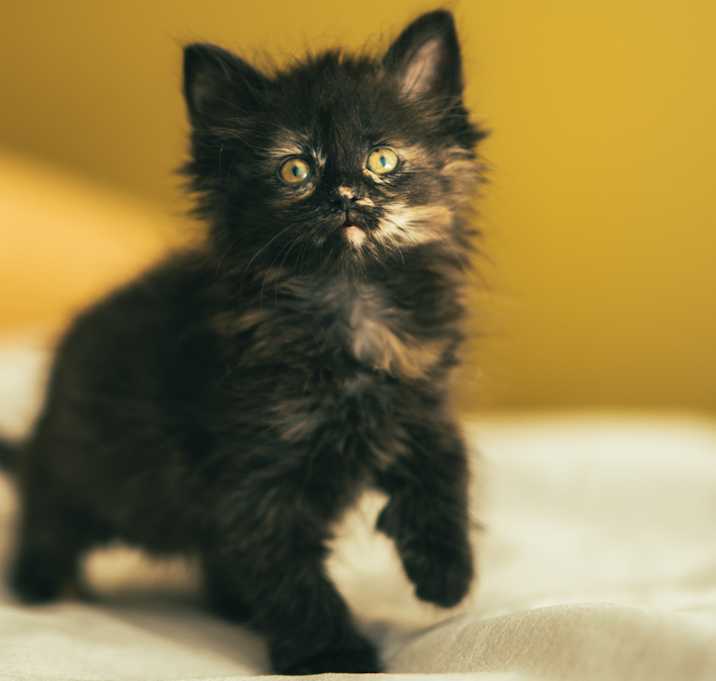 Photo of Effie