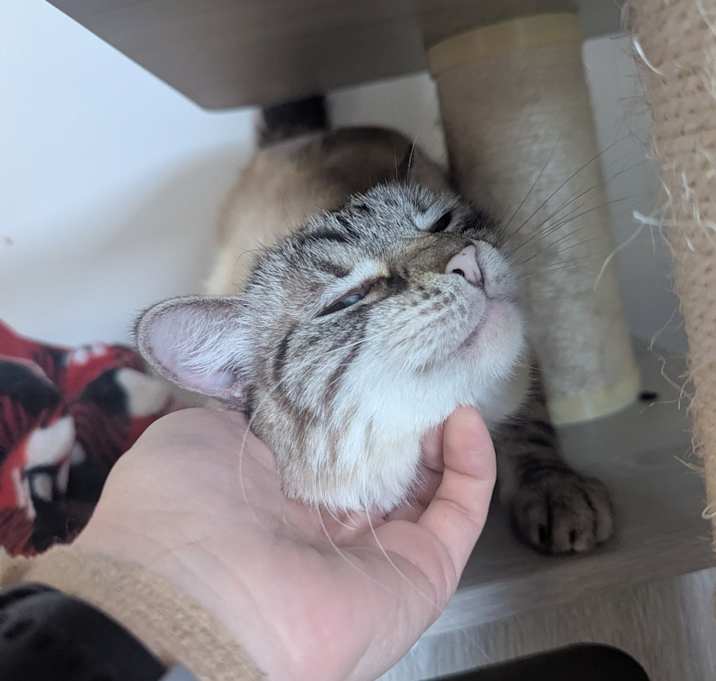 Photo of Zelda