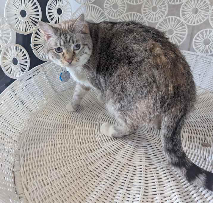 Photo of Pearl