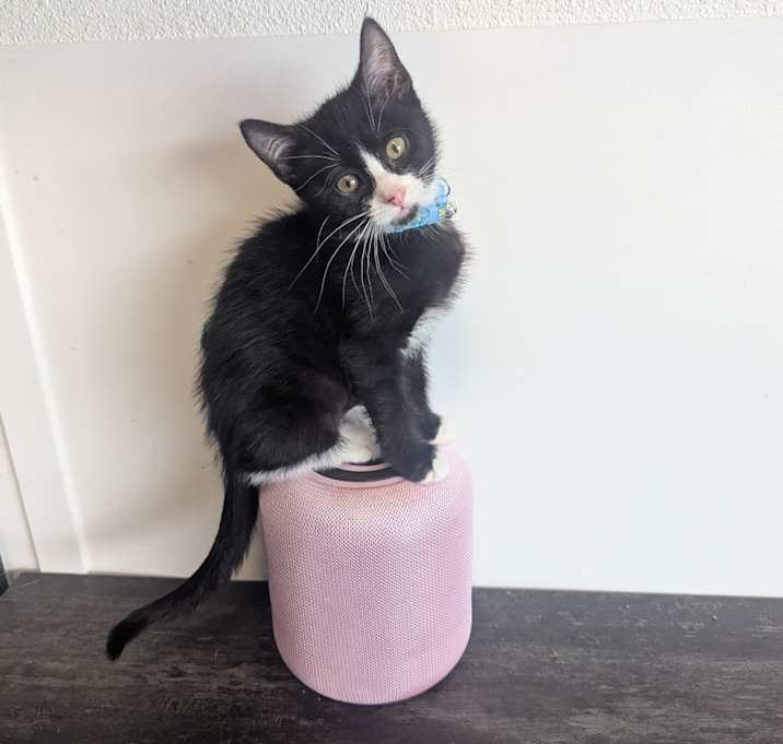 Photo of Pringle