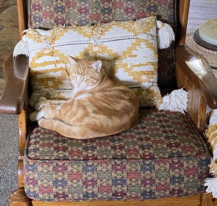 Photo of Bengal
