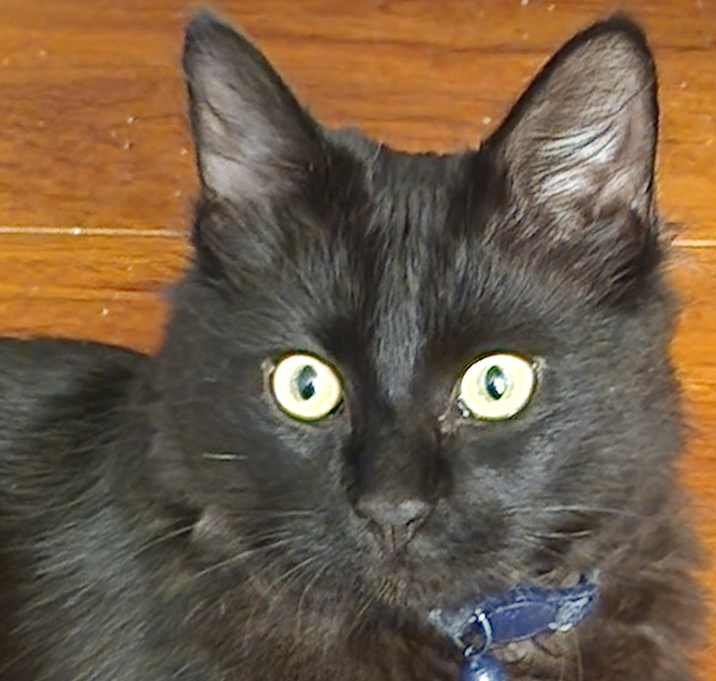 Photo of Bear