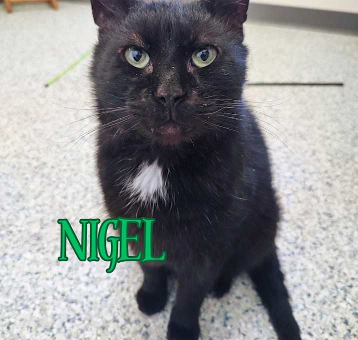 Photo of Nigel