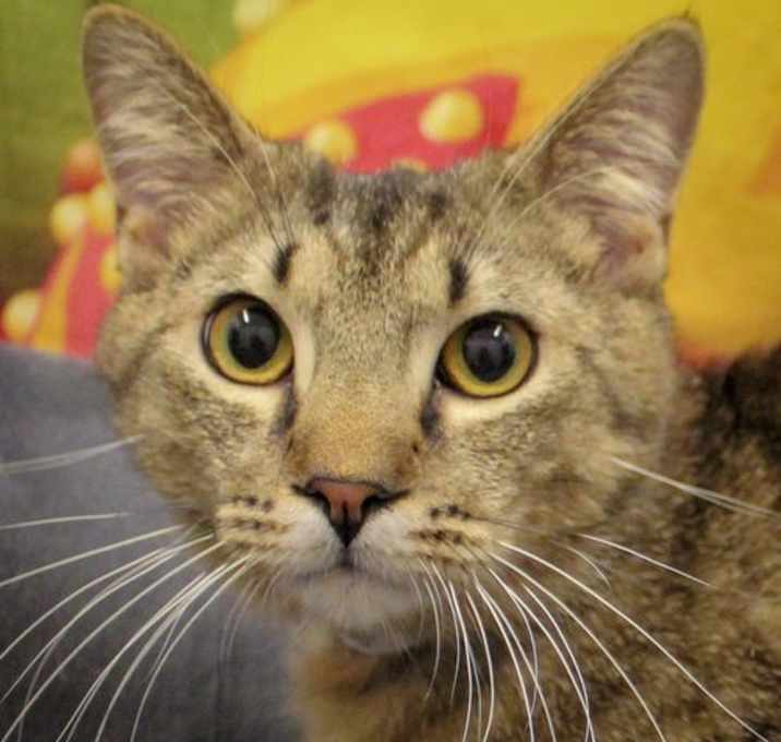 Photo of Mr. Pebbles