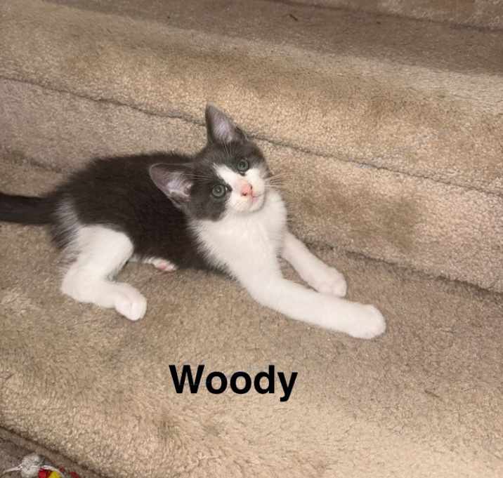 Photo of Woody