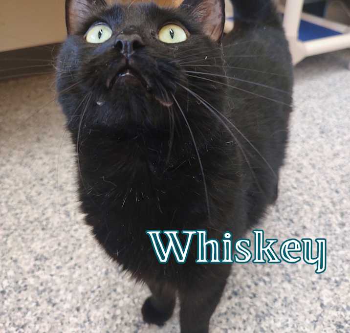 Photo of Whiskey
