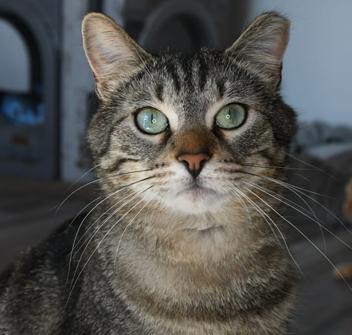 Photo of Tigger