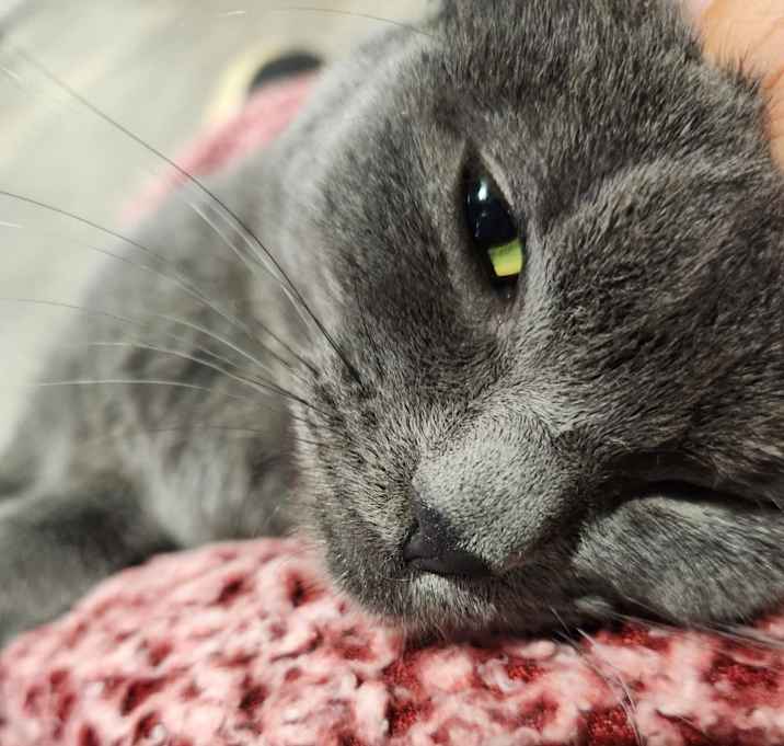 Photo of Nala
