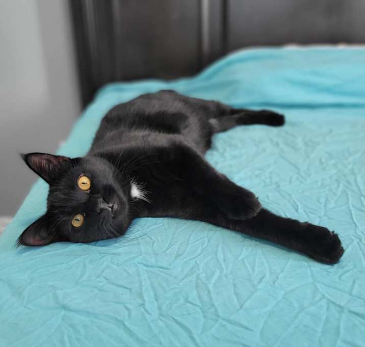 Photo of VELCOR