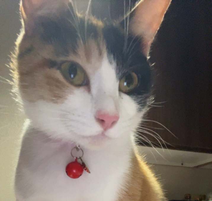 Photo of Miso