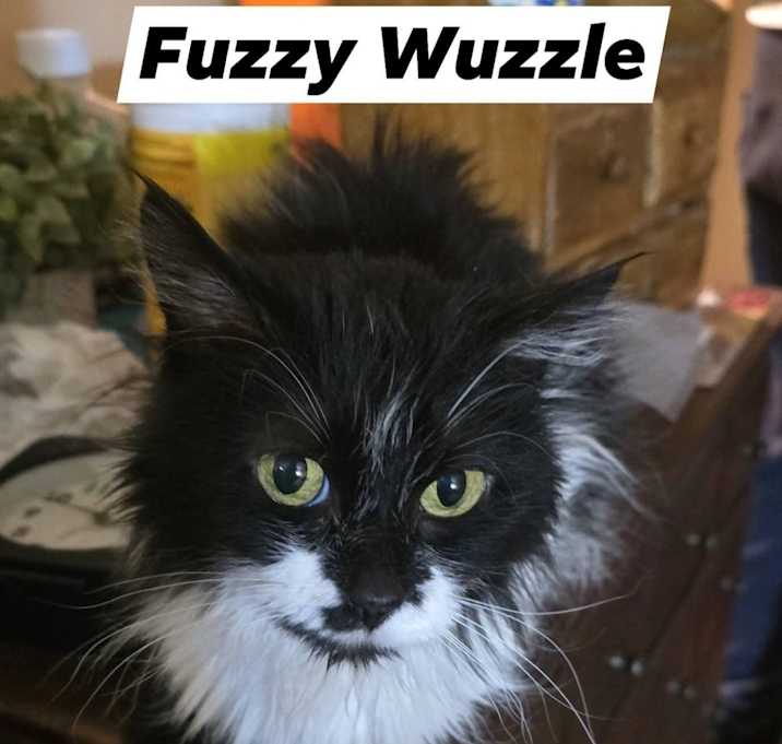 Photo of Fuzzy Wuzzle