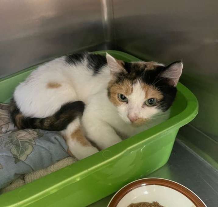 Photo of Stella