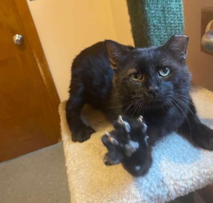 Photo of Meatball