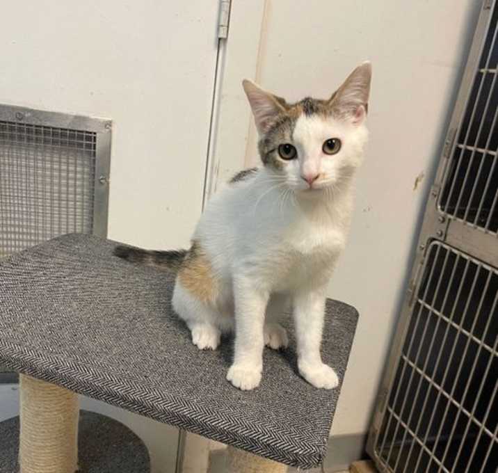 Photo of Muffin