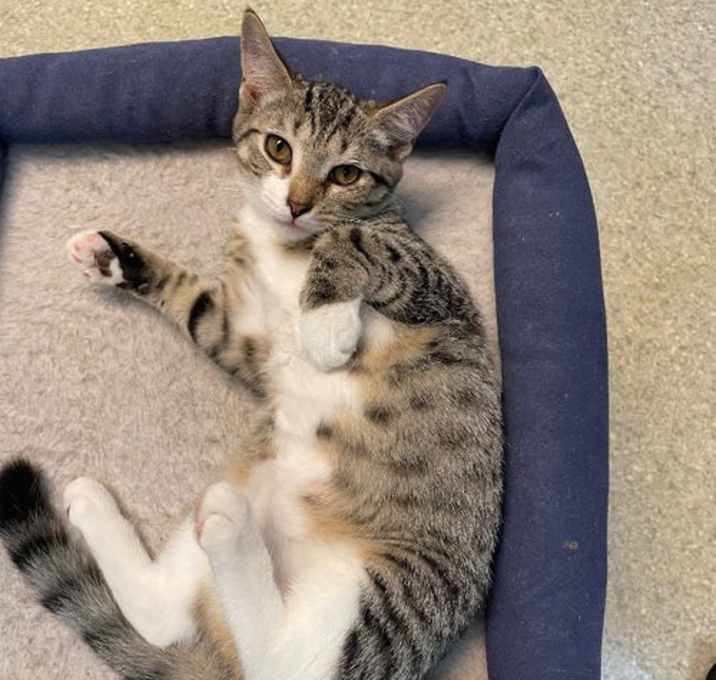 Photo of Pepper