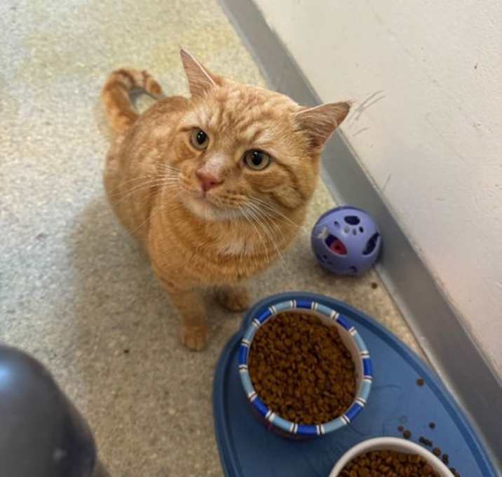 Photo of Buddy